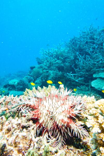 Strana creatura aliena (Lodestone Reef - Australia)