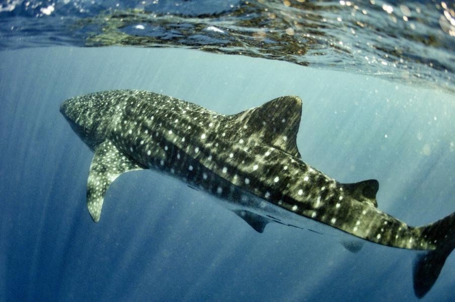 Squalo balena (Ningaloo reef - Australia)