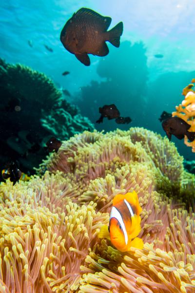 Un altro pesce pagliaccio Mar Rosso - Egitto)
