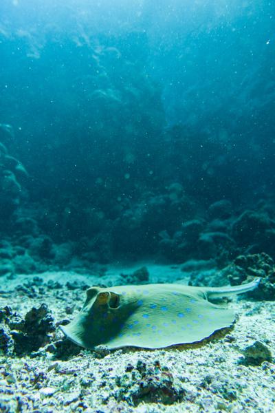 Razza maculata (Shaab Claudio, Mar Rosso - Egitto)