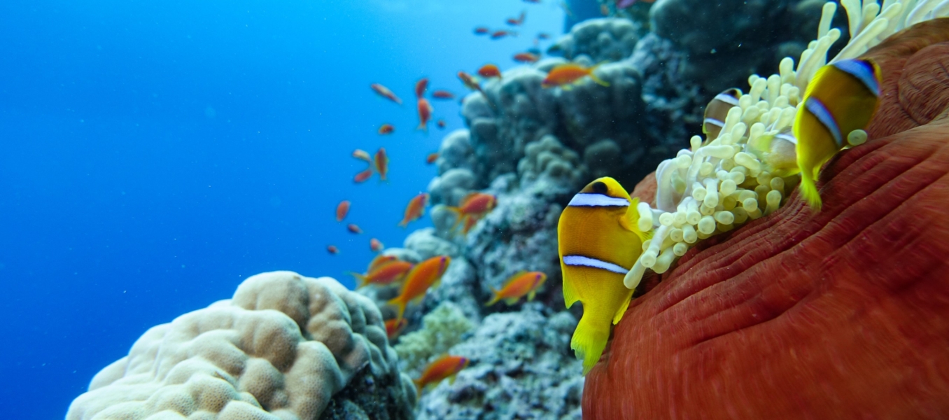 Pesce pagliaccio, chiuso fuori (Mar Rosso - Egitto)