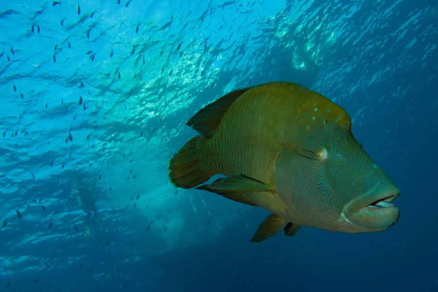 Pesce Napoleone molto curioso (Umm Kharamim, Mar Rosso - Egitto)