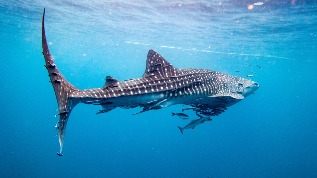 Non andare via! (Koh Tao - Tailandia)