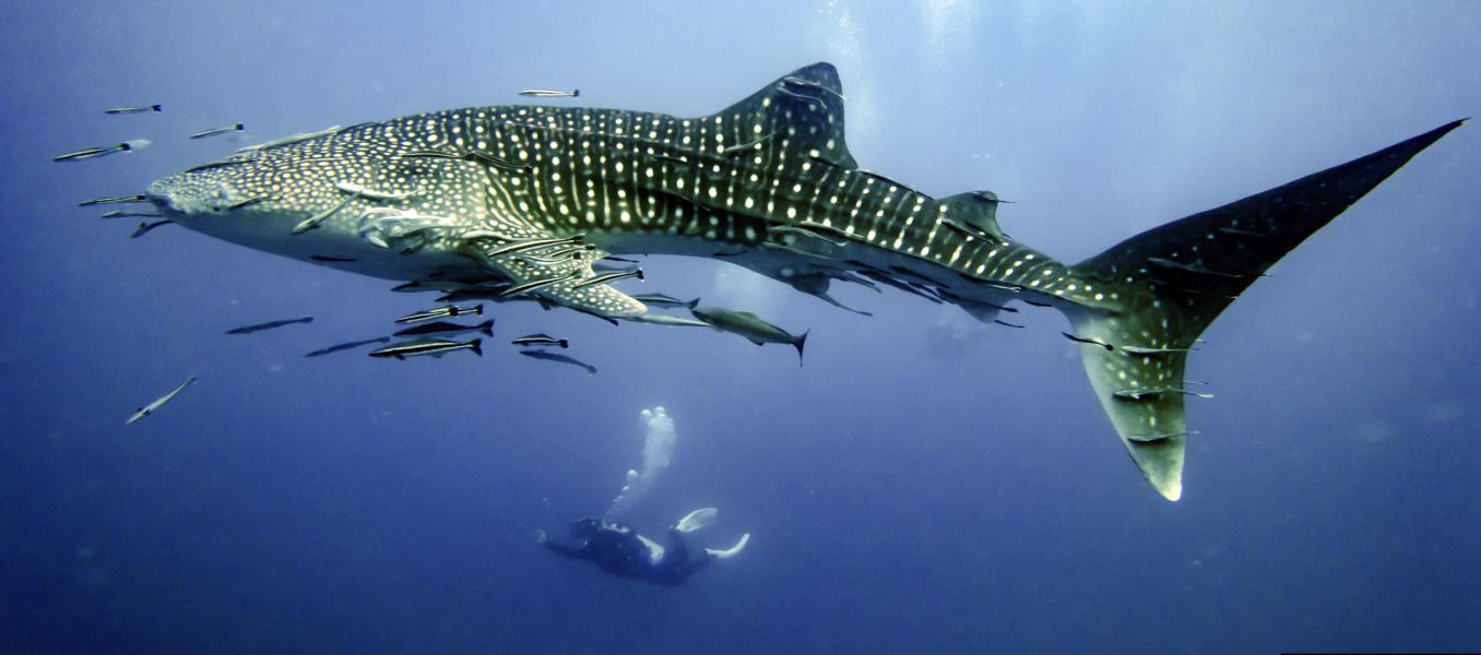 Squalo balena e sub (Koh Tao - Tailandia)