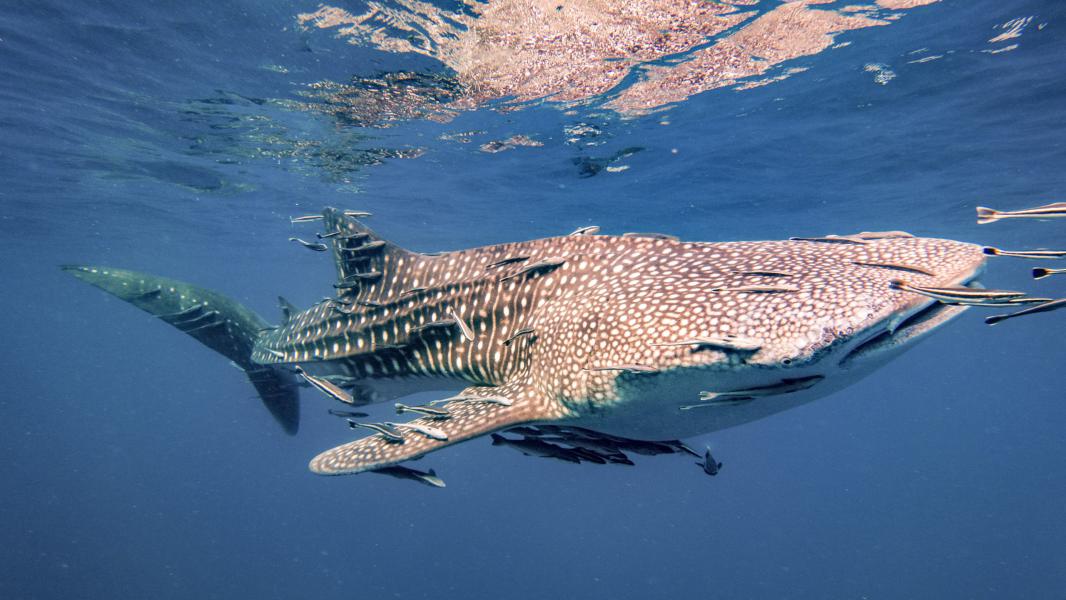 Whaleshark vicino al sito d'immersione 'Twins' (Koh Tao - Tailandia)