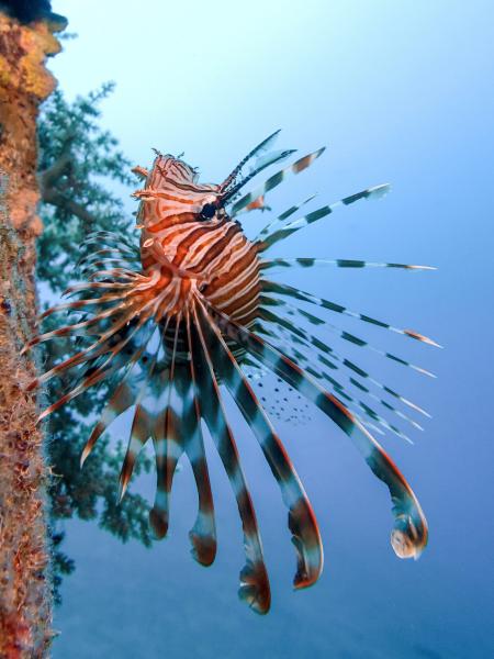 Pesce scorpione verticale (vicino a Quseer, Egypt)
