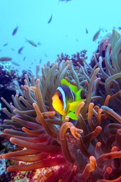Solito pesce pagliaccio (vicino a el Quseer, Egitto)