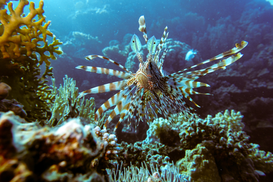 Pesce scorpione nell'insalata di corallo (Maheleg reef, El Quseer, Egitto)