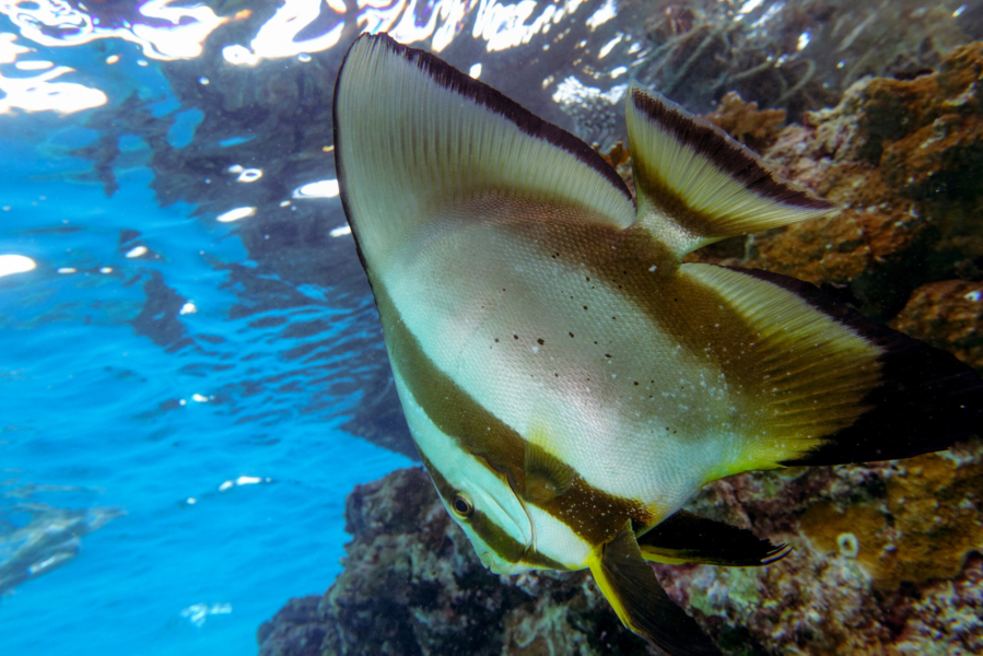 Pesce pipistrello a zonzo (Maheleg reef, El Quseer, Egitto)