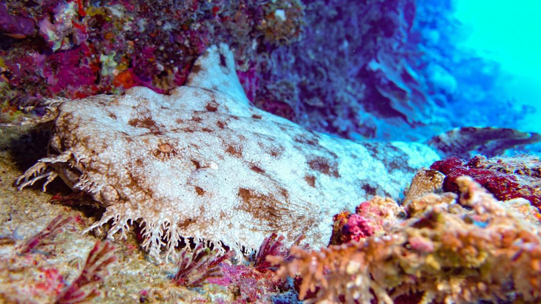 Wobbegong (Lady Elliot Island - Australia)